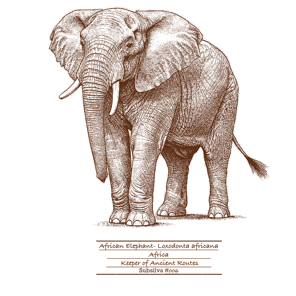 African Elephant